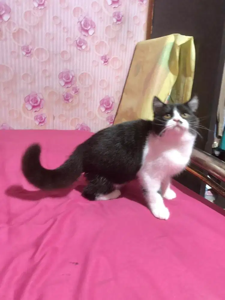 Kucing BSH Mix Exotic Jantan Bicolour Gimbul 30000