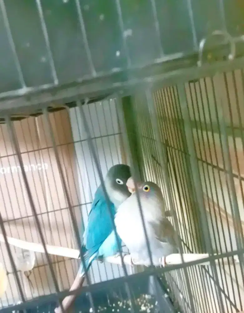 Burung Lovebird Pasangan