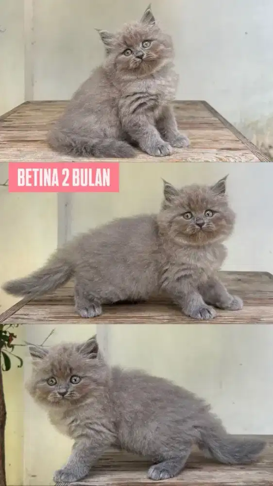 kucing kitten anakan anggora persia himalaya ragdoll mainecoon