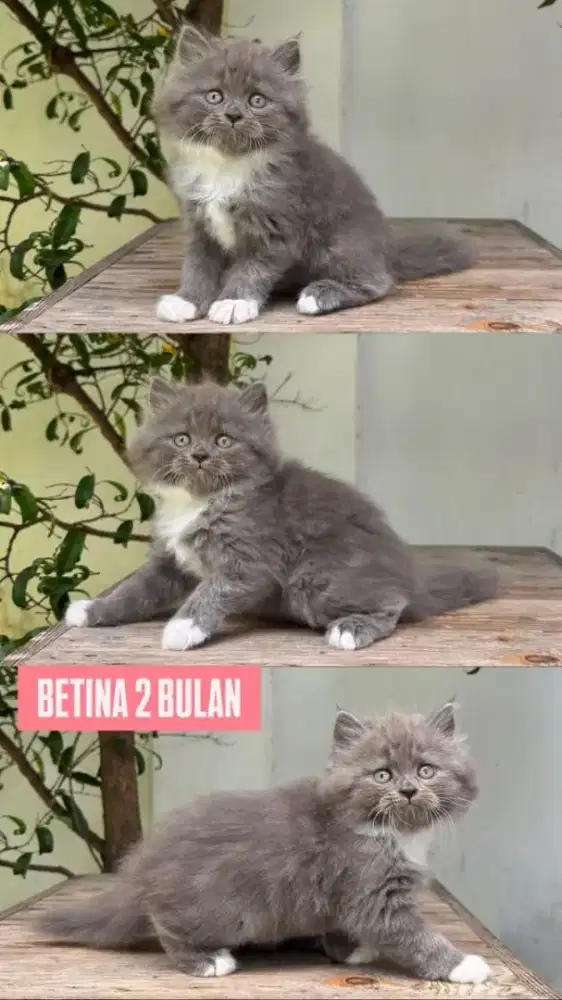 kucing kitten anakan anggora persia munchkin british short hair ragdol