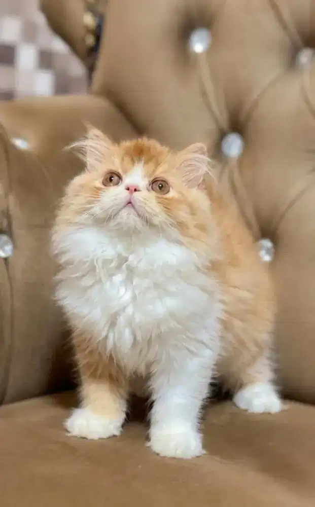 kucing kitten anakan anggora peaknose scottish ragdoll munchkin