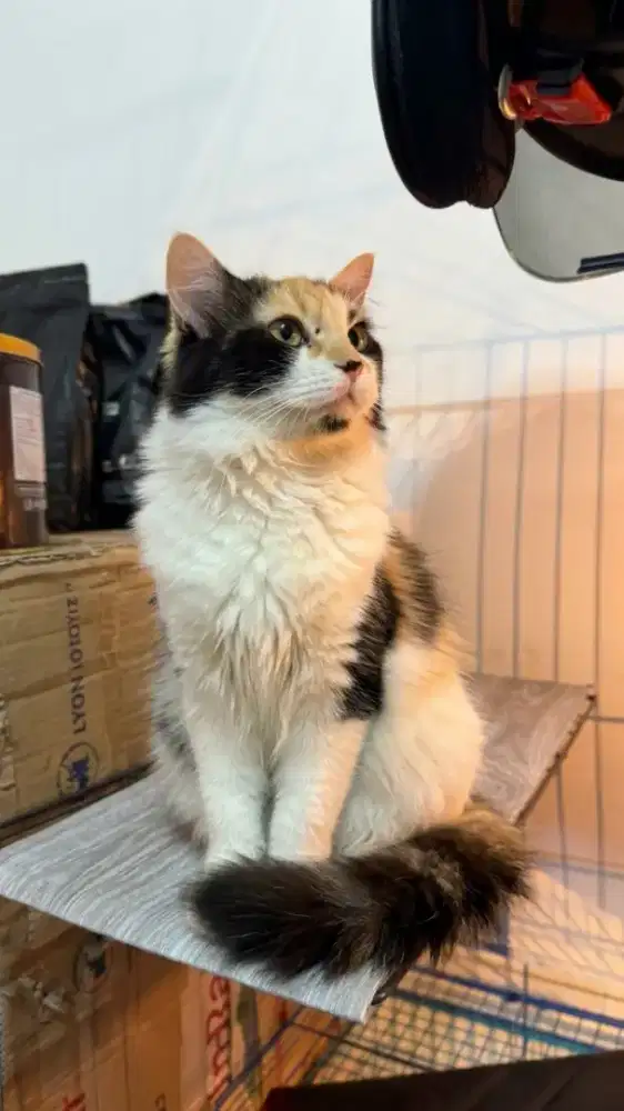 Indukan Persia Calico Hamil