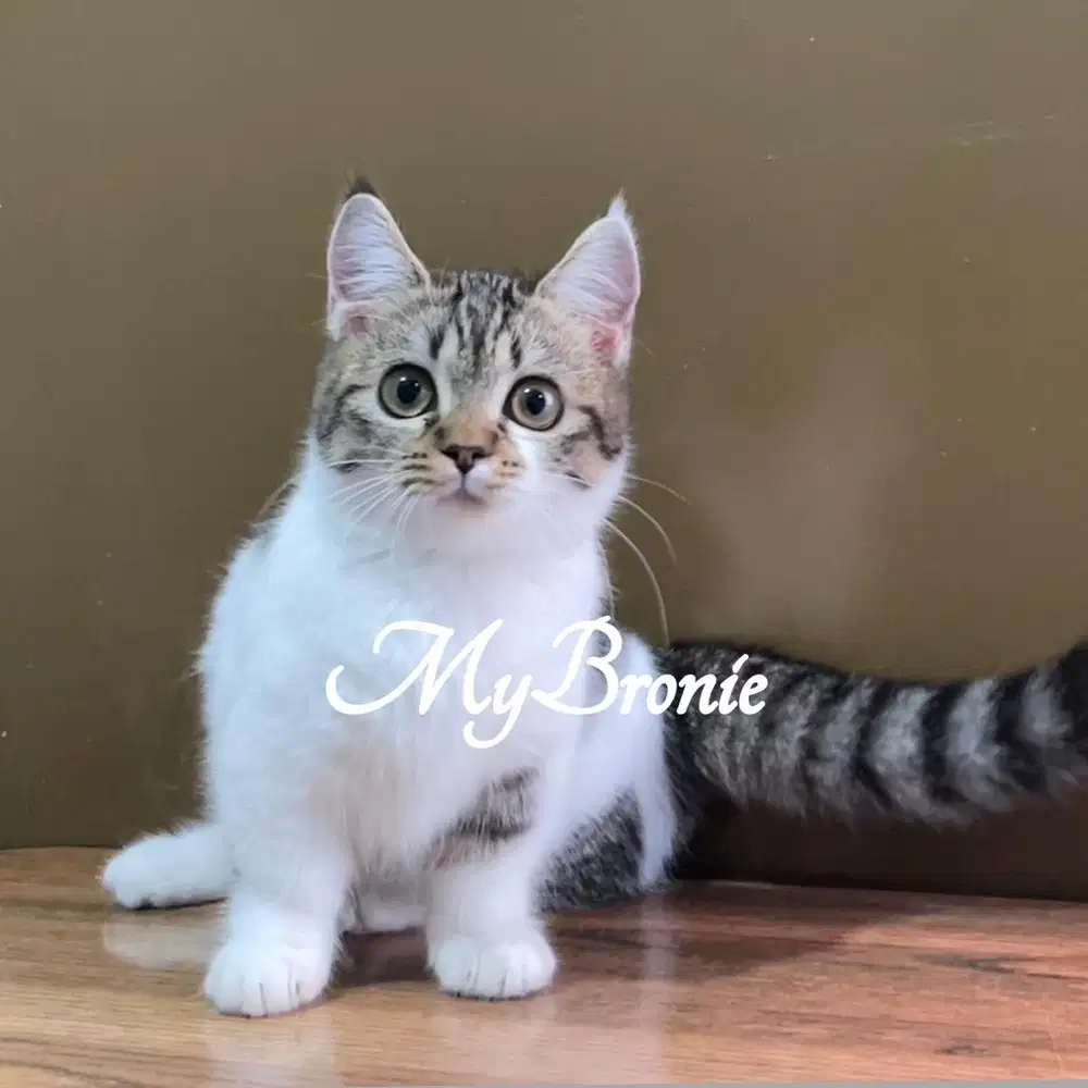 Kucing munchkin british shorthair betina 5 bulan
