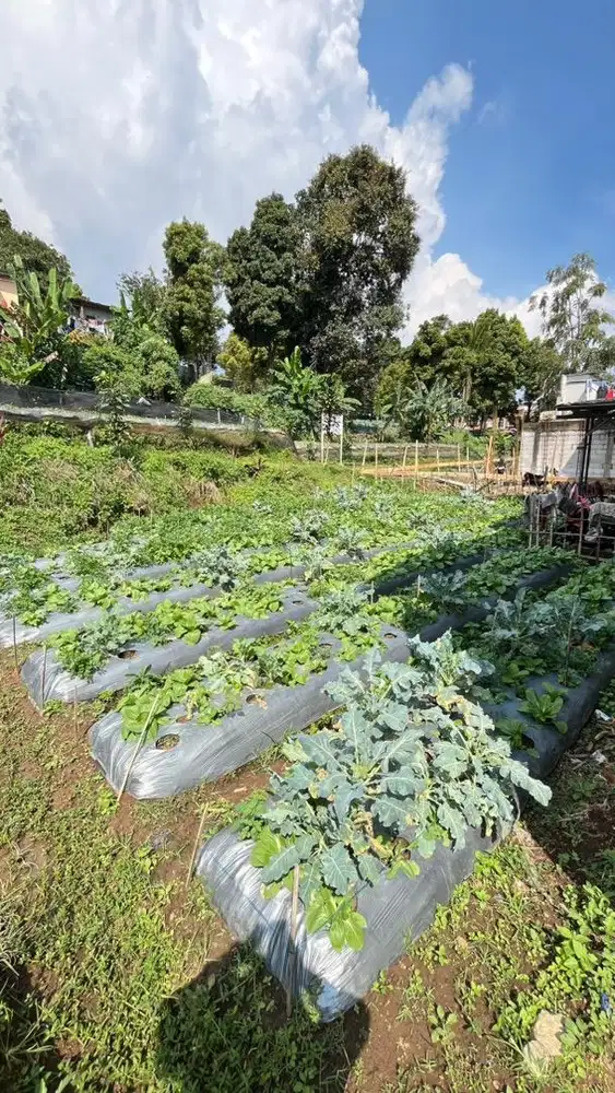 Di Jual Murah Tanah Dekat Polban Ciwaruga