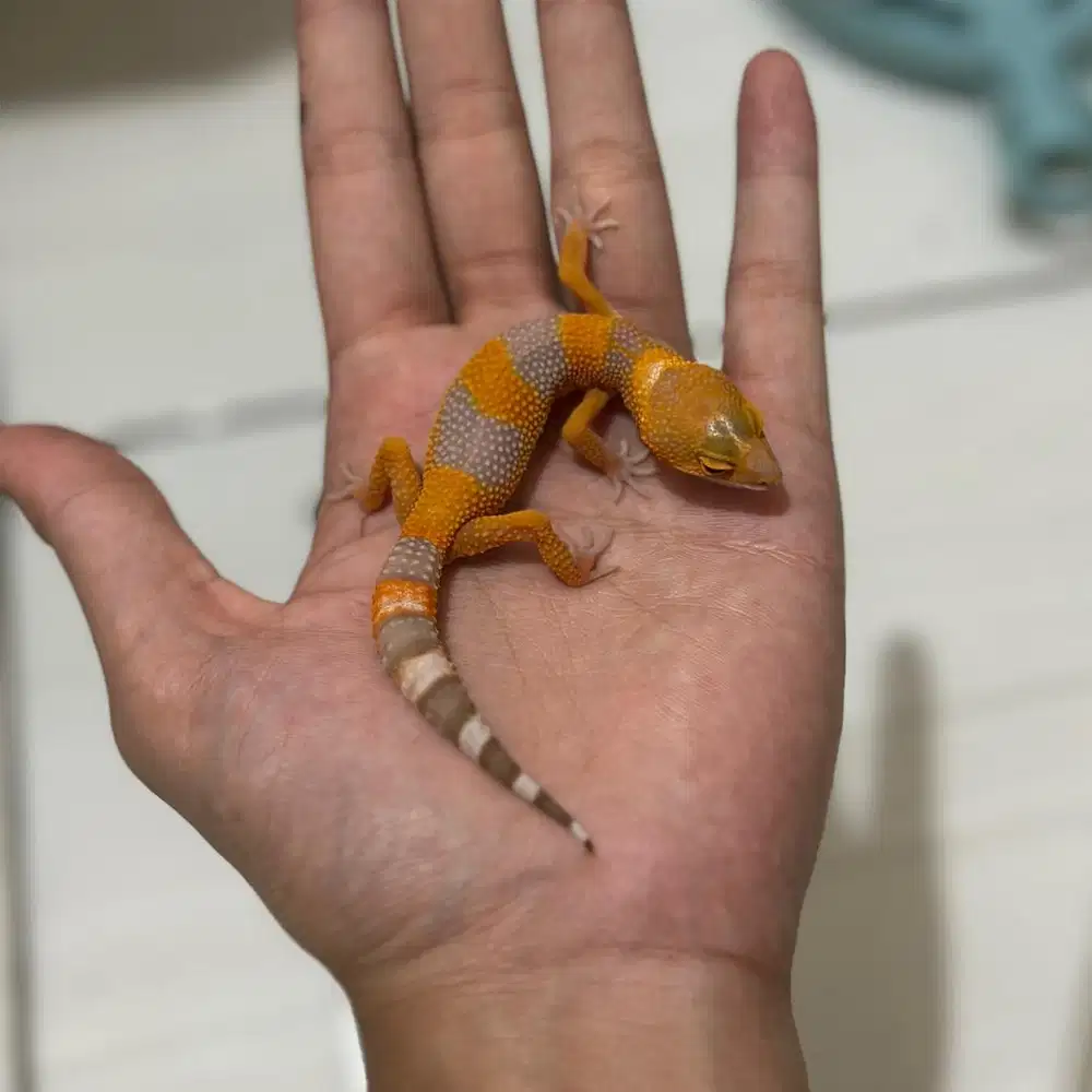 GECKO BABY PILIHAN