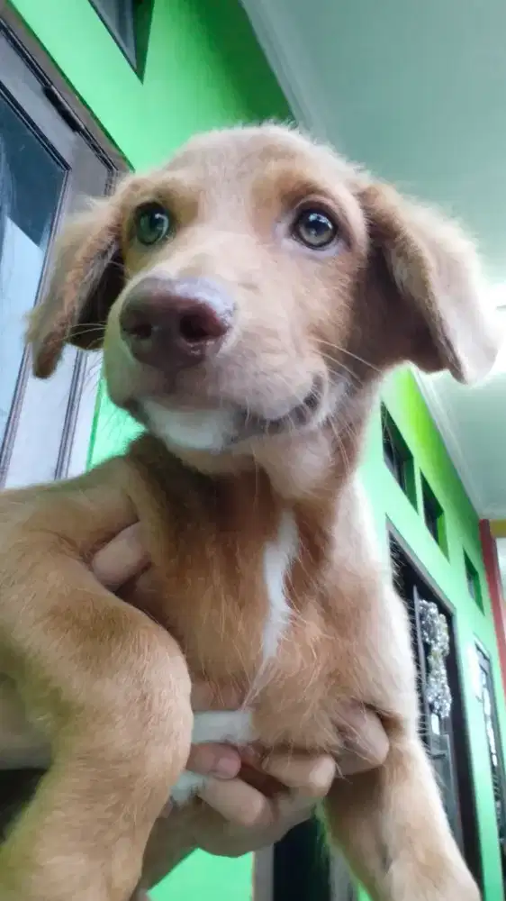 JUAL ANJING JANTAN RAS GOLDEN×BORDER COLLIE