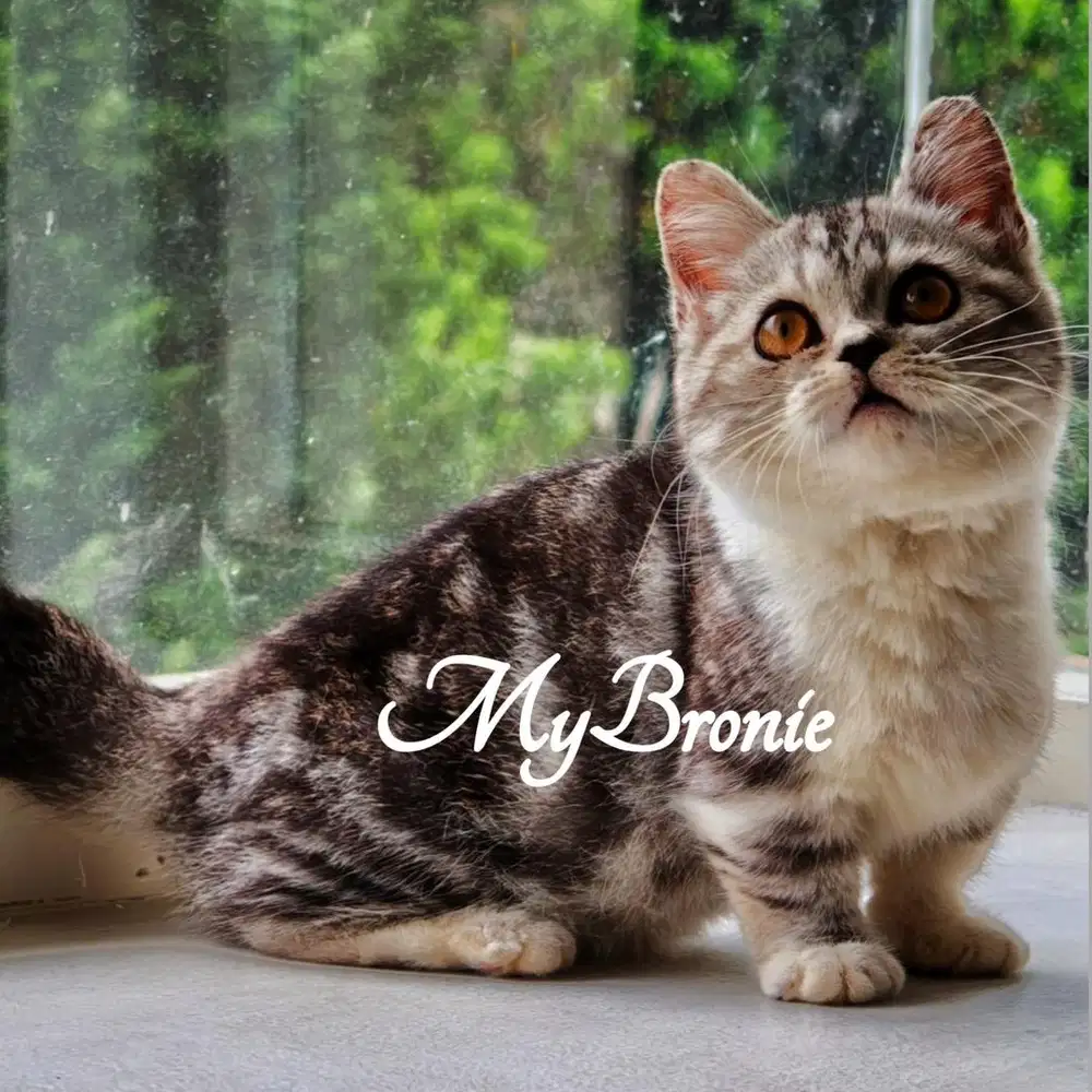 Kucing munchkin british shorthair betina