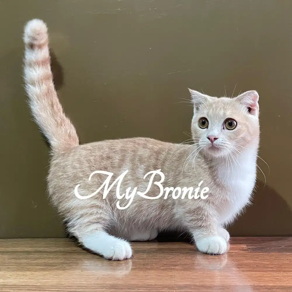 Kucing munchkin gaelic fold jantan