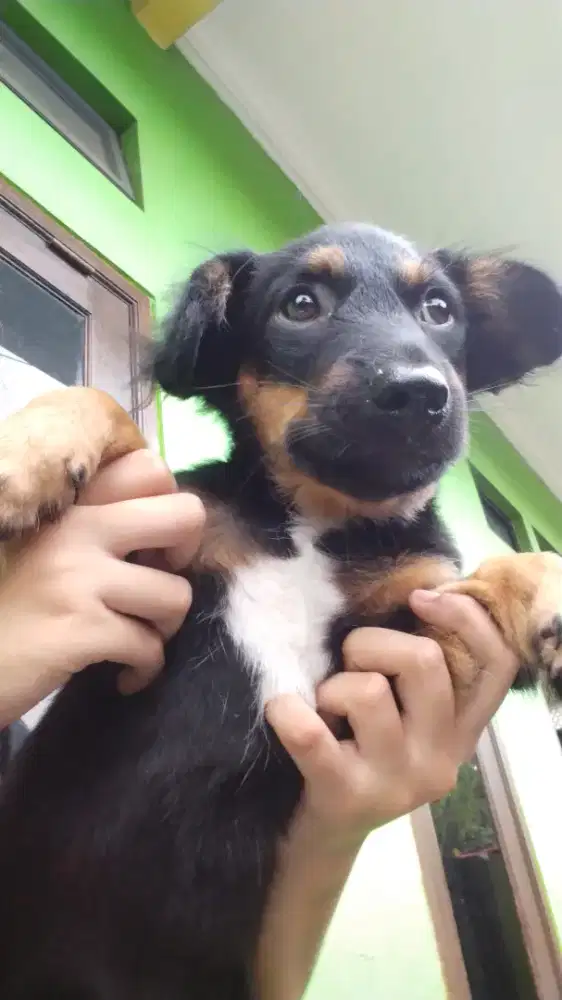 JUAL ANJING JANTAN RAS SOSIS
