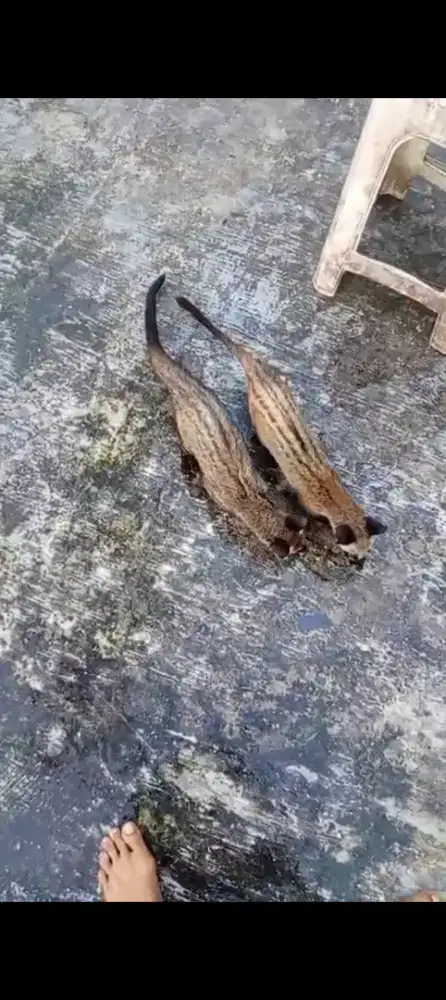 Musang betina jantan