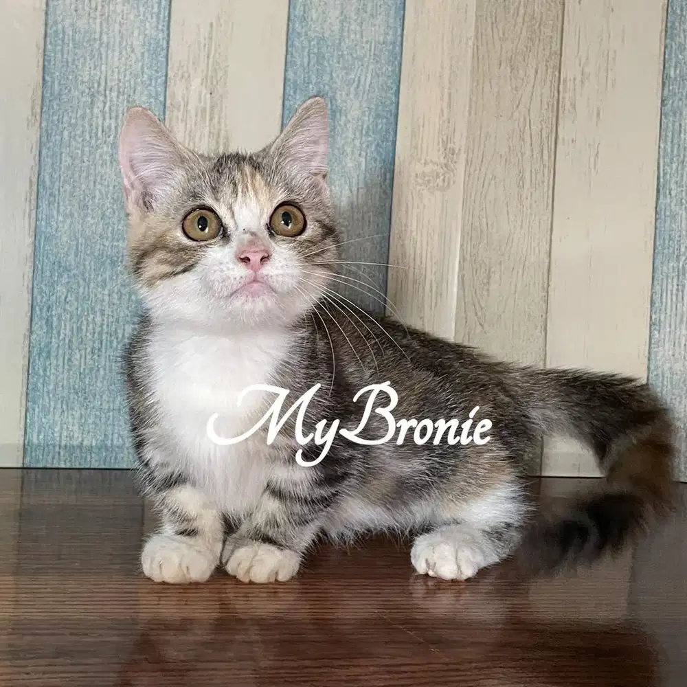 Kucing munchkin british betina 2,5 bulan