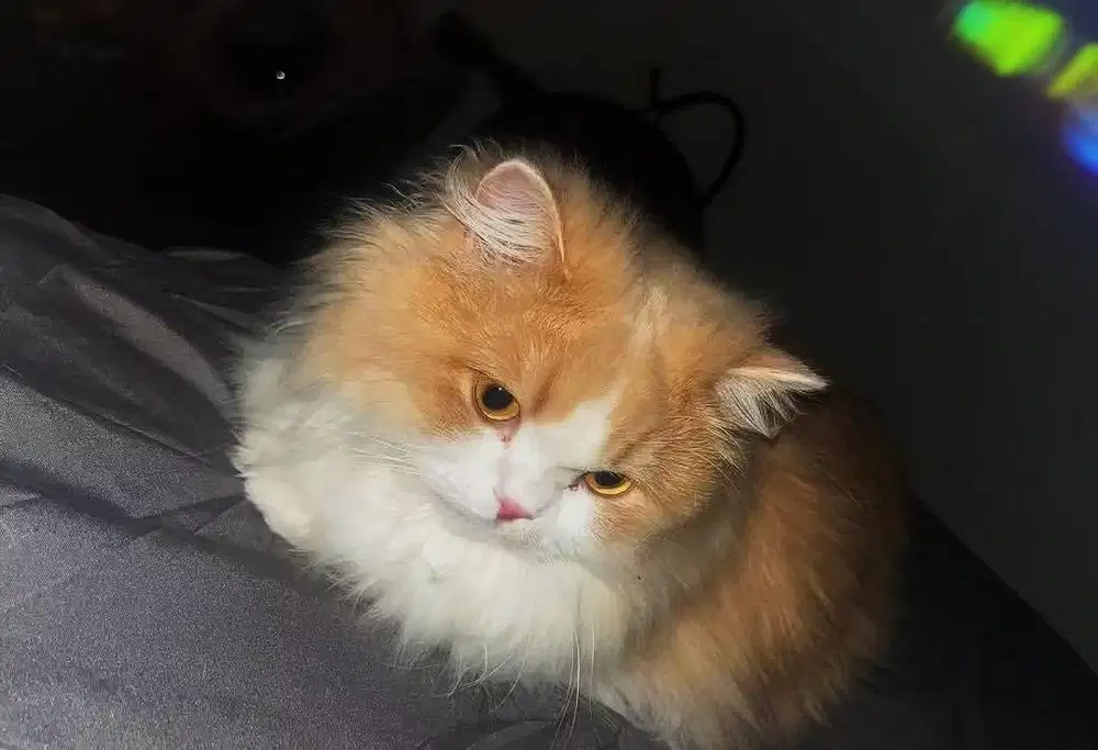 Kitten persia flatnose