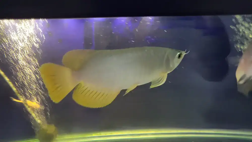 arwana super red 24cm
