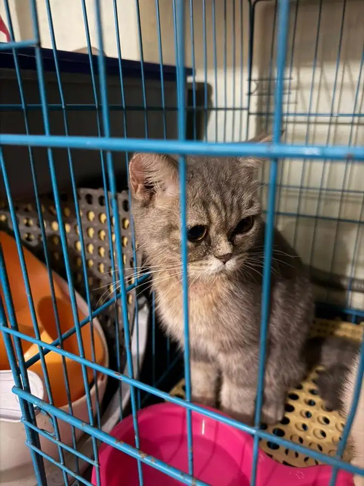 Kucing british short hair