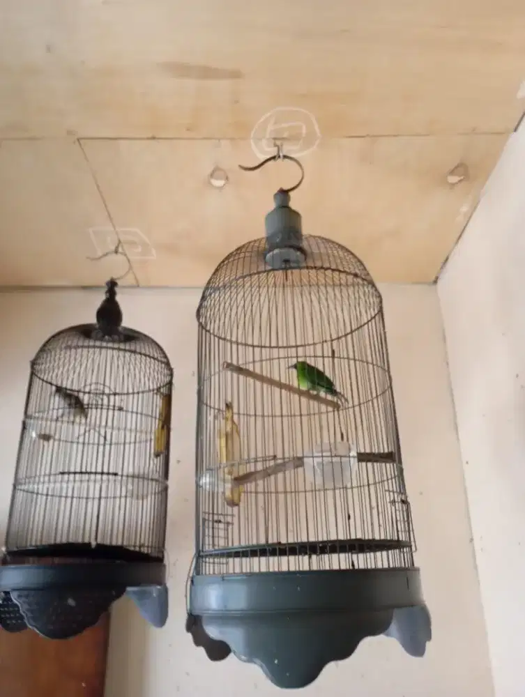 MURAH!! Borongan trucuk garuda sama trucuk mini