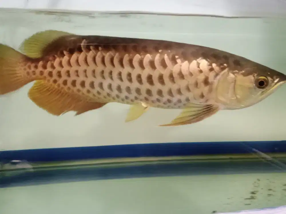 Arwana golden polkadott