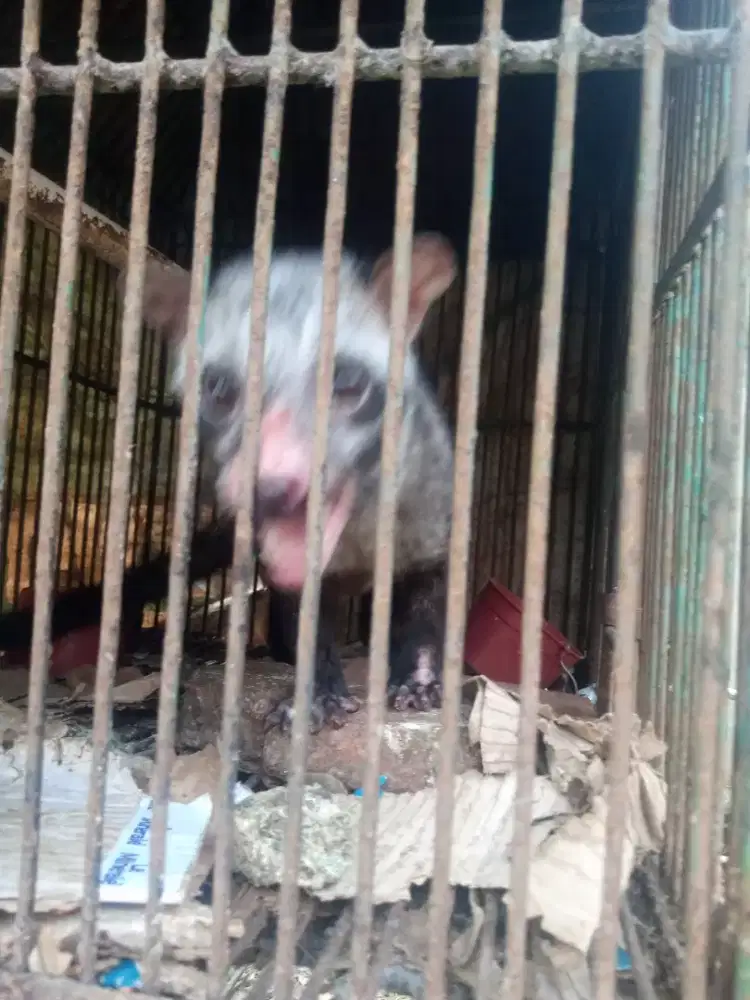Jual musang pandan
