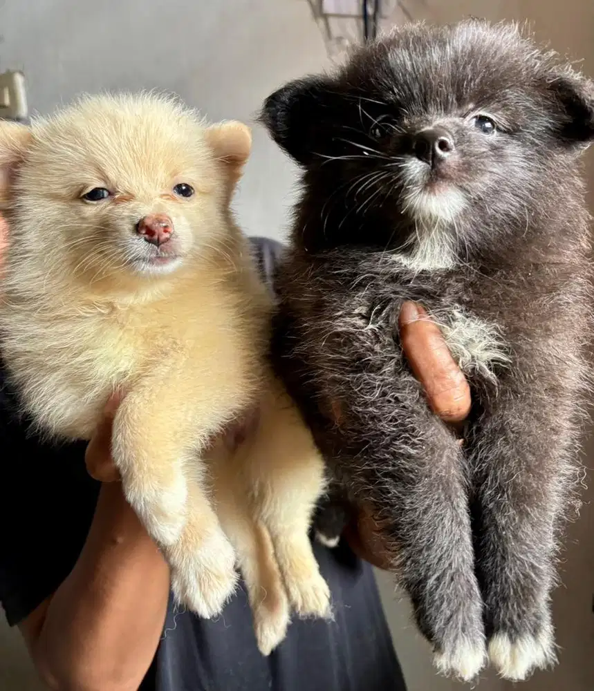 Pomerian Mix Female