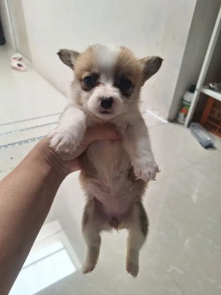 Dijual anakan corgi