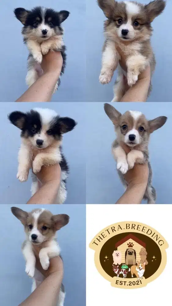 Puppy corgi cakep