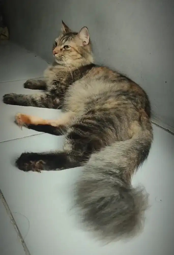 Kucing Persia Betina Mujair usia 5 bulan