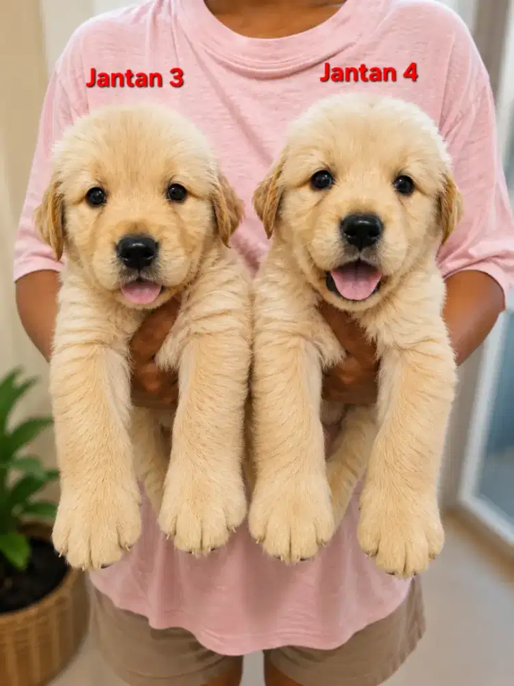 Dijual anakan golden retriver