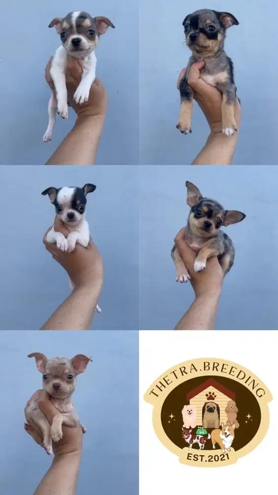 Puppy chihuahua merle