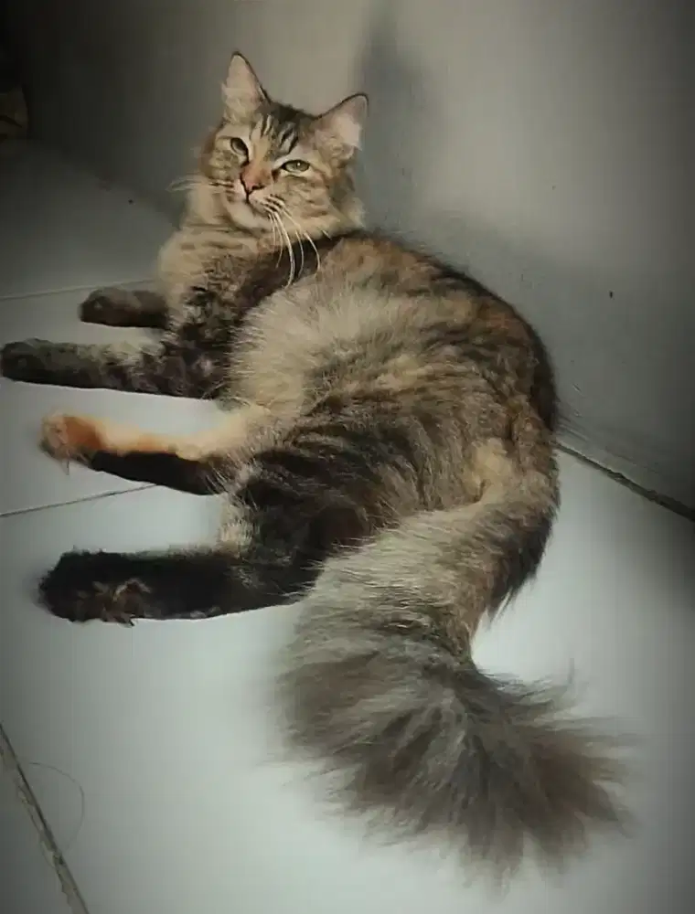 Kucing Persia medium Betina