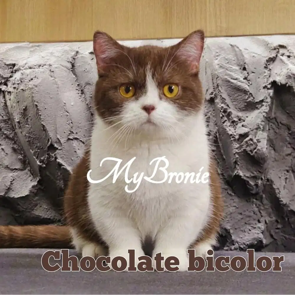 Kucing munchkin british shorthair chocolate