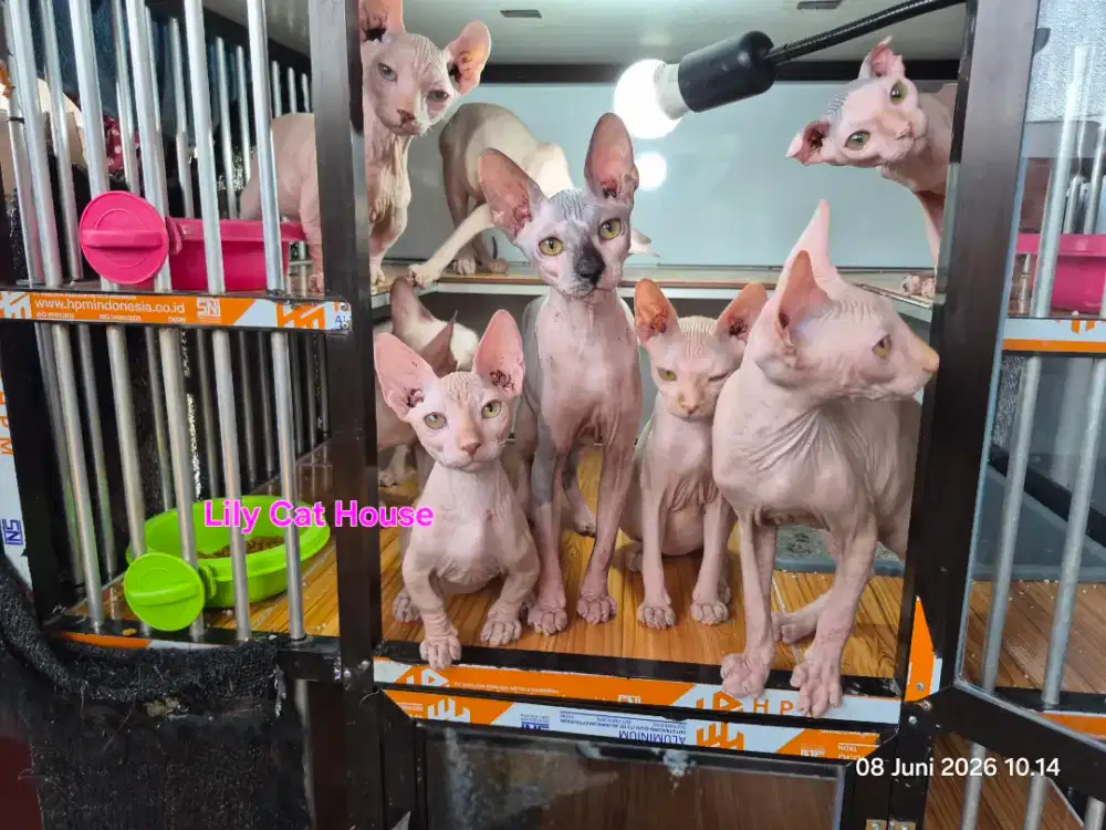Sphynx Bambino Dwelf dan Levkoy