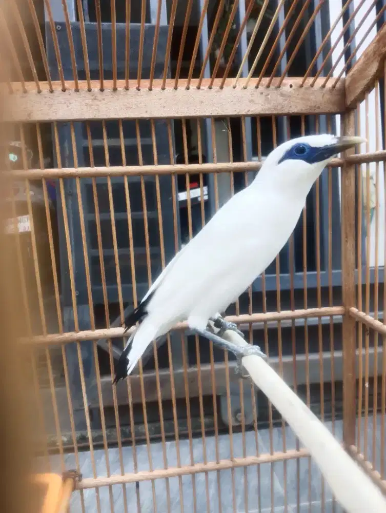 Burung Jalak siap ternak nego