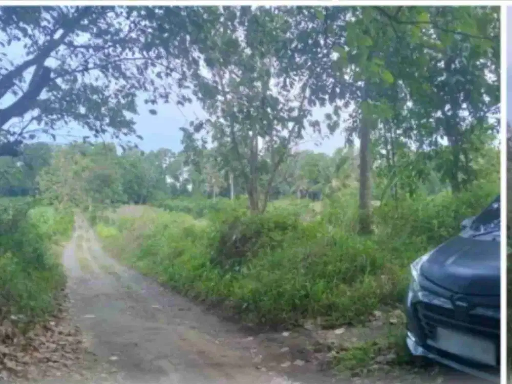 dijual tanah utk peternakan unggas + B2 Grabag Purworejo Jateng