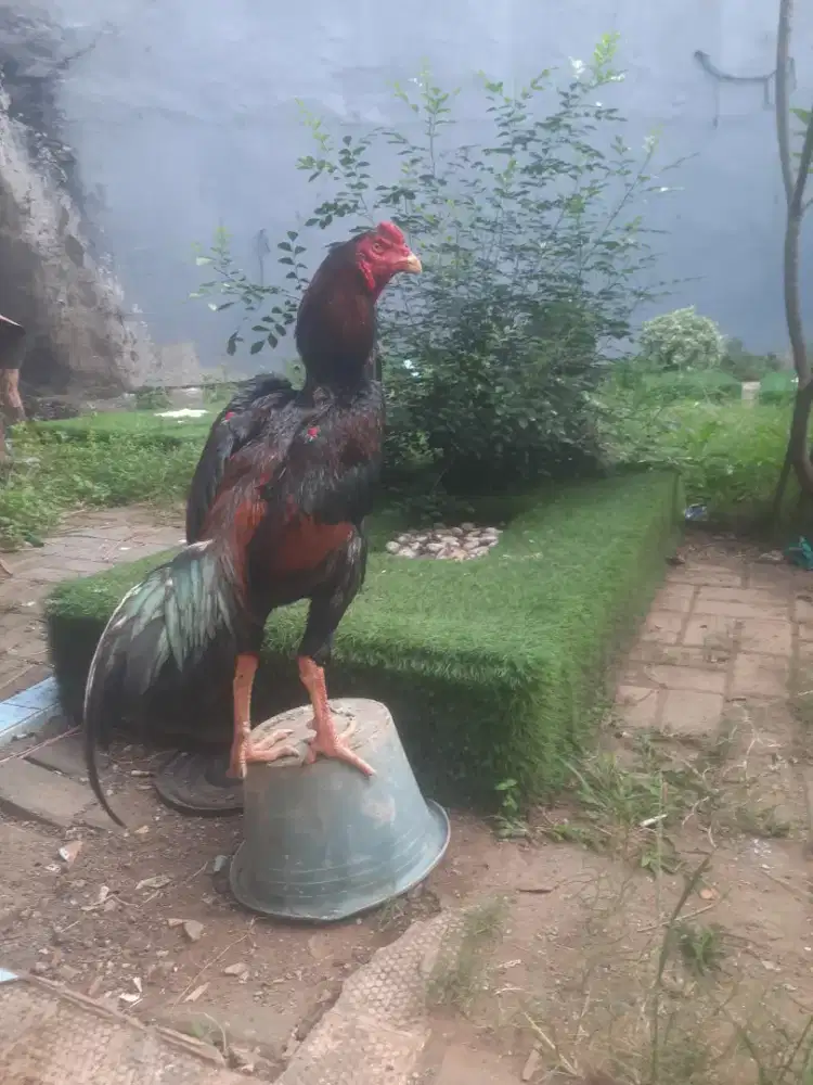 Ayam shamo muda