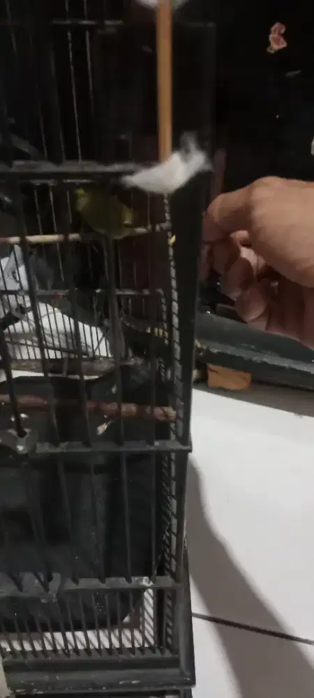 Burung kecil ngalas jinak jantan