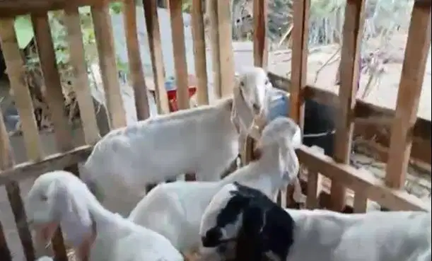 8 ekor bibit kambing etawa 2 jantan 6 betina 4-5 bulanan paket murmer