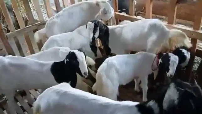 8 ekor bibit kambing etawa 2 jantan 6 betina 4-5 bulanan paket murmer