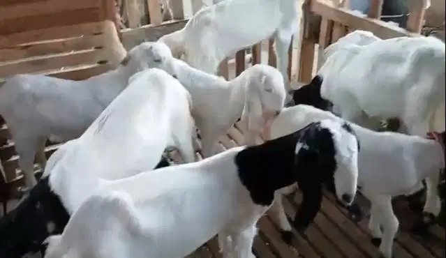 8 ekor bibit kambing etawa 2 jantan 6 betina 4-5 bulanan paket murmer