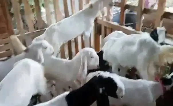 8 ekor bibit kambing etawa 4-5 bulanan 2 jantan 6 betina siap budidaya
