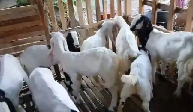 8 ekor bibit kambing etawa 4-5 bulanan 2 jantan 6 betina siap budidaya
