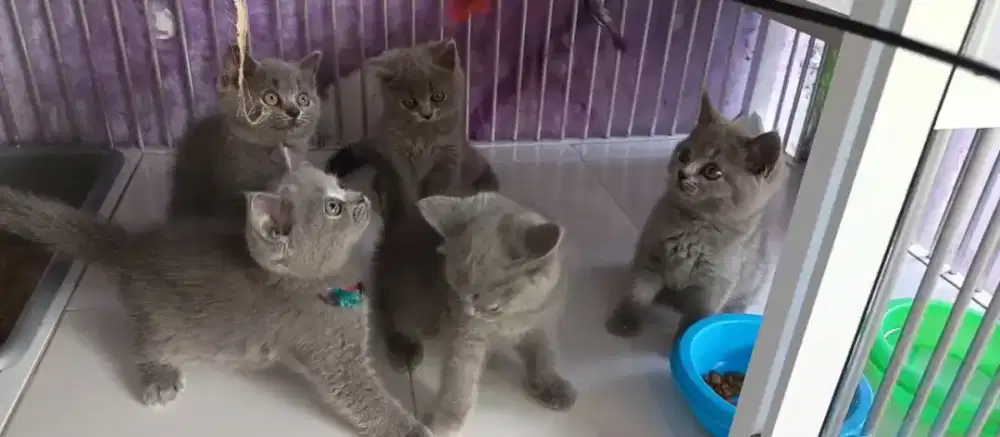 BRITISH SHORTHAIR BLUE SOLID
