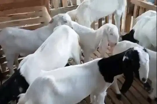 paket ternak 8 ekor bibit kambing etawa 2 jantan 6 betina 4-5 bulanan