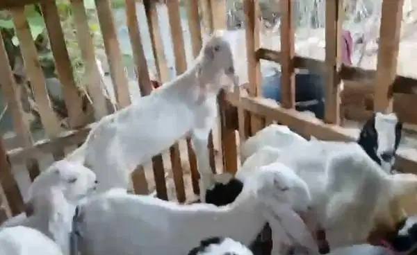 paket 8 ekor bibit kambing etawa 2 jantan 6 betina 4-5 bulanan murmer