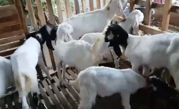 paket 8 ekor bibit kambing etawa 2 jantan 6 betina 4-5 bulanan murmer