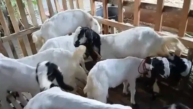 8 ekor cempe kambing etawa 4-5 bulan 2 jantan 6 betina siap ternak top