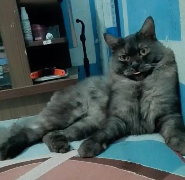 PERSIA BIGBONE JANTAN