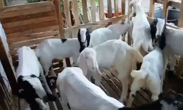 8 ekor anakan kambing etawa 4-5 bln 2 jantan 6 betina siap ternak puas