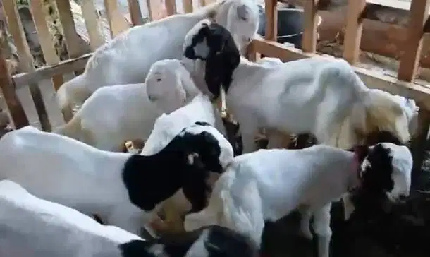 8 ekor anakan kambing etawa 4-5 bln 2 jantan 6 betina siap ternak puas