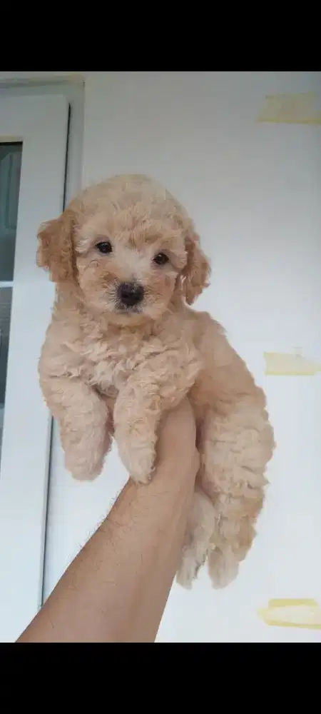 Anjing Toy Poodle