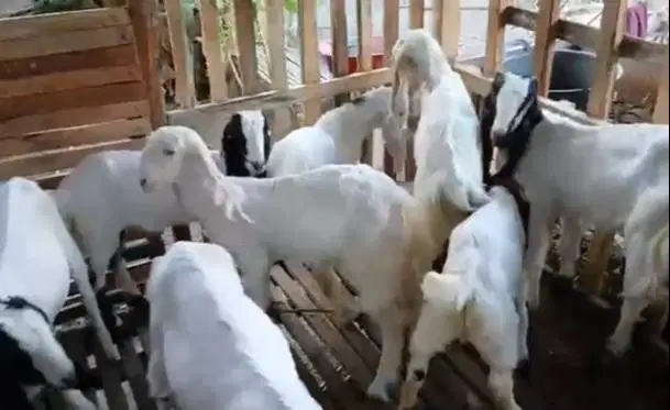 8 ekor cempe kambing etawa 4-5 bln 2 jantan 6 betina siap ternak puas