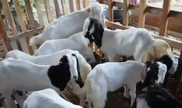 8 ekor bibit kambing etawa 4-5 bln 2 jantan 6 betina siap ternak puas